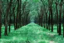 social media growth strategy